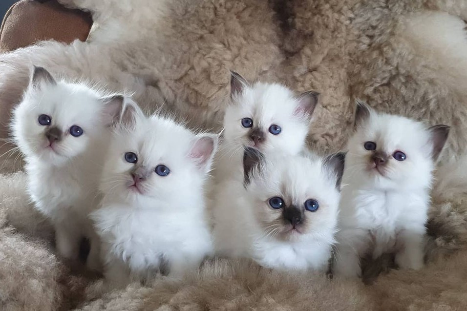 birman kittens for sale